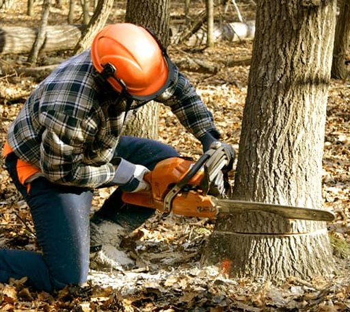 Tree Removal in Athens, IL